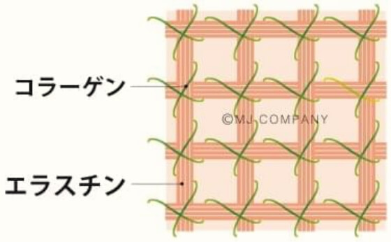 歪みのない筋膜